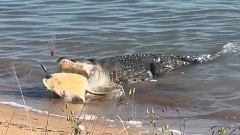 Crocodile captures sea turtle in Cardwell, Far North Queensland.