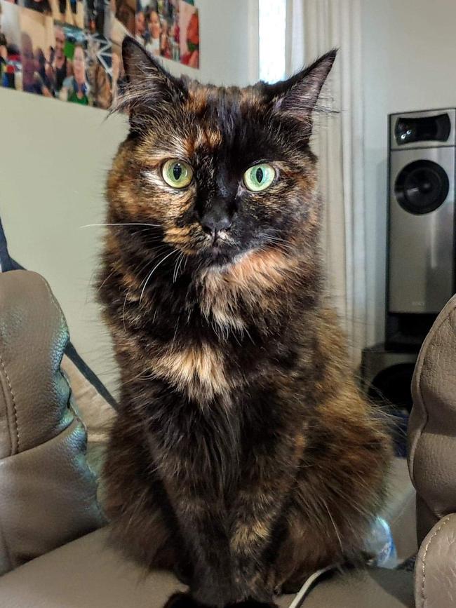 This is Bear. She is a 2-and-a-half year s old. She doesn’t like a lot of people but if she does like you she will give you all her love. Picture: Amber Chambers