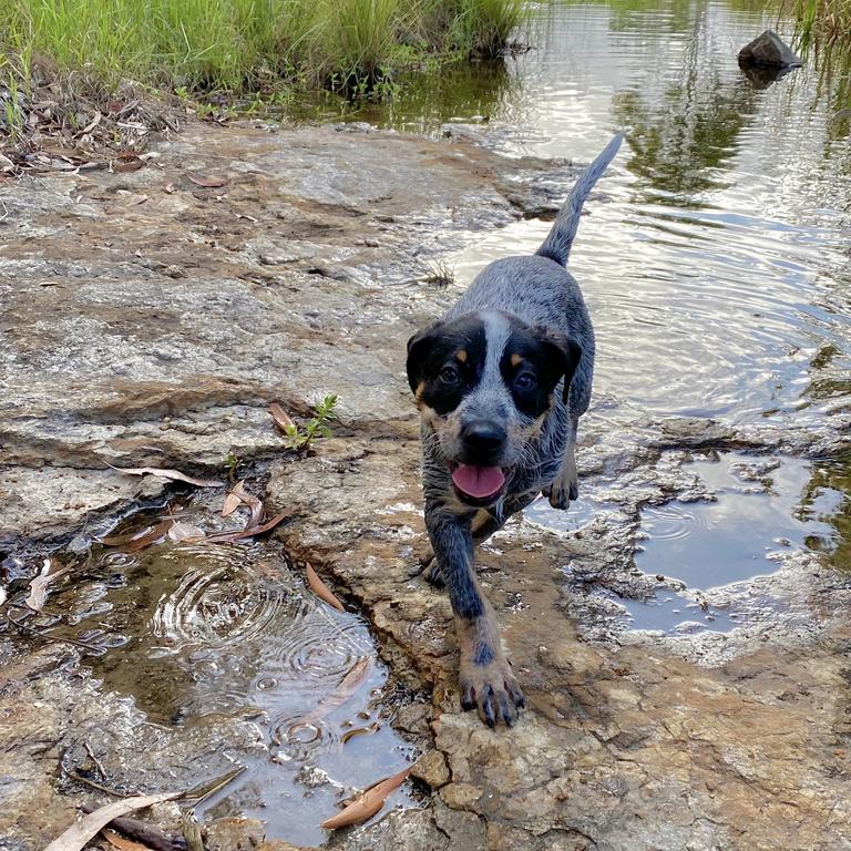 Tucker. Our Australian Cattle puppy loving going for a swim in the local creeks. Picture: Natalie Abel