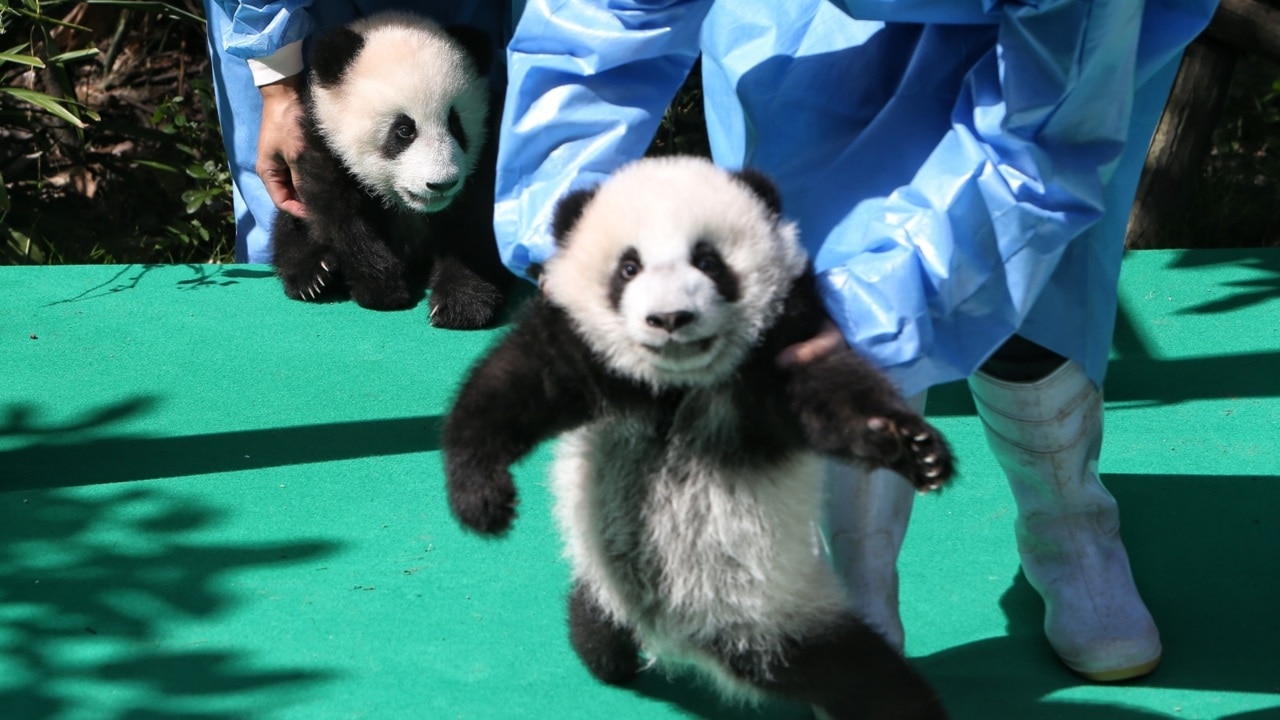 Chinese research facility unveils 12 giant panda cubs