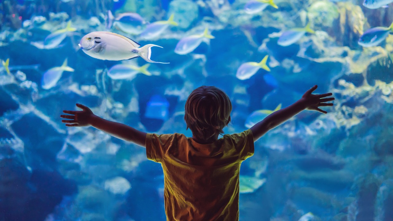 <h2><span>Dive under the surface at the aquarium</span></h2><p><span>If there is an aquarium in your home town or wherever you are holidaying, chances are they have a school holiday program in action. At the very least, there will be a hands-on touch pool and the always popular shark exhibits never fail to enthral.</span></p><p class="button-common"><a title="https://www.escape.com.au/destinations/australia/things-to-do-in-the-school-holidays-in-australia/image-gallery/c2367b77f96a8e0a7ed7b221ea087313" href="https://www.escape.com.au/destinations/australia/things-to-do-in-the-school-holidays-in-australia/image-gallery/c2367b77f96a8e0a7ed7b221ea087313" target="_blank" data-cta="https://www.escape.com.au/destinations/australia/things-to-do-in-the-school-holidays-in-australia/image-gallery/c2367b77f96a8e0a7ed7b221ea087313" data-editable="true">Click here for 30 epic school holiday ideas kids will love</a></p>