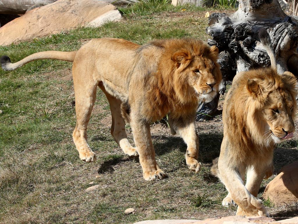 First look at the lion and cheetah enclosures inside Sydney Zoo in Bungarribee in Sydney's west, the first zoo to open in Sydney in over 100 years. Four lion siblings brought in from Taronga Western Plains Zoo in Dubbo get familiar with their new surroundings. Brothers Karoo, Virunga, Sheru and Bakari make themselves comfortable. Picture: Toby Zerna