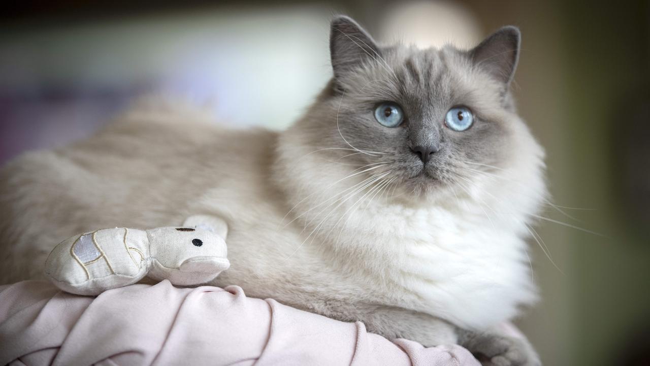 Ragdoll cat Claudia. Picture: Chris Kidd