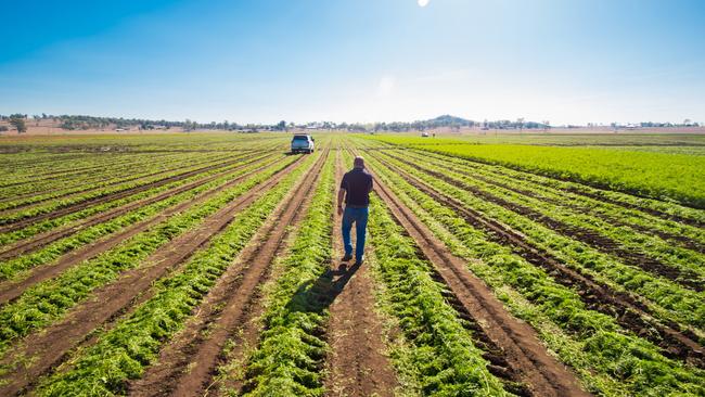 <s1>Steve Moffatt (above) says the carrots are grown on 750mm raised beds (left), and yield about 50 to 60 tonnes/ha.<lr/> Pictures: ANNA OSETROFF/AUSVEG</s1>