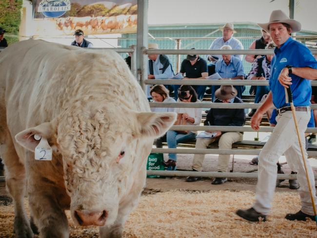 Mount William Charolais stud principal Rob Abbott in the ring at last week's autumn bull sale. PICTURE: Madeleine Stuchbery.