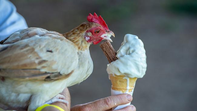 Southern Downs resident Wendy Tanner with her pet chicken. Picture: David Martinelli