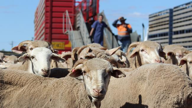 Sheep being loaded on to an export vessel, and on board a vessel.