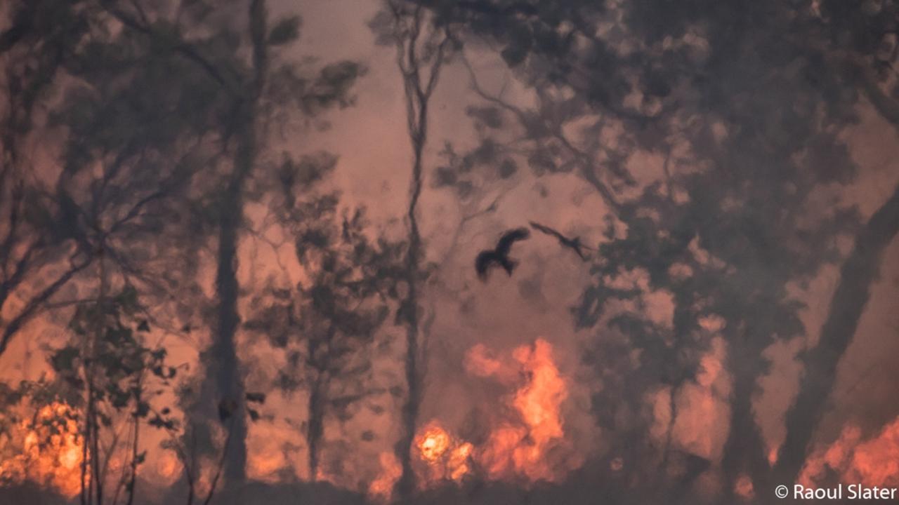 Animal habitat runner-up: Two black-tailed kite birds are pictured during a bushfire in Katherine, Northern Territory. Picture: Raoul Slater/2020 Australian Geographic Nature Photographer of the Year Awards