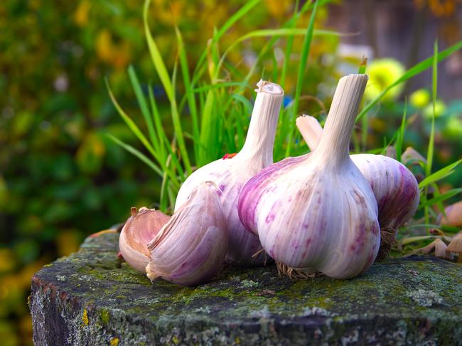 Garlic heads and cloves against the background of colorful autumn leaves, the concept of autumn planting