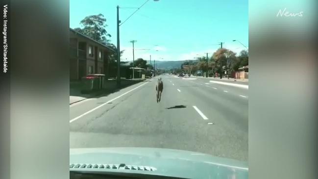 Kangaroo bounds down suburban Adelaide street