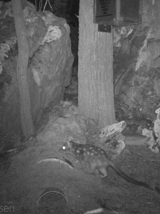 Checking in ... A surveillance camera captures one of the quoll colonists outside a provided den. Source: Melissa Jensen