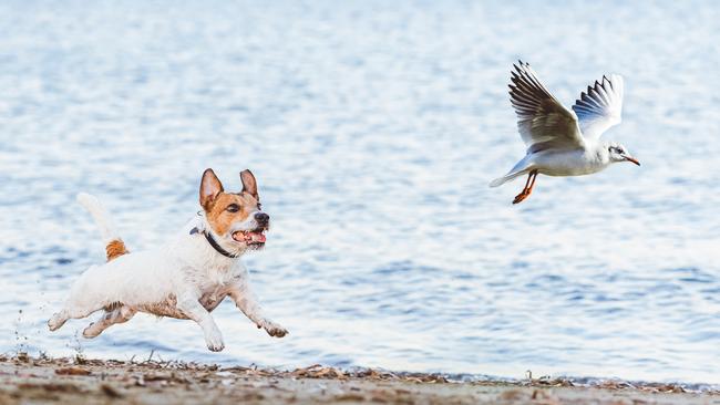 THE BEACH: Symbol of fun but also critical habitat.