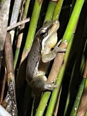 The Sedge Frog. Picture: Sandra Lundberg/Save Wallum