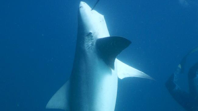 Shark caught on drumlines off Gold Coast Supplied by Harrison Townsend harrison.townsend@griffithuni.edu.au Story: Laura Nelson