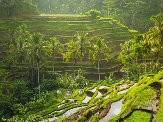 Beautiful rice terraces in the morning light near Tegallalang village, Ubud. The region is among those being considered as a ‘green zone’ for tourists who are vaccinated.