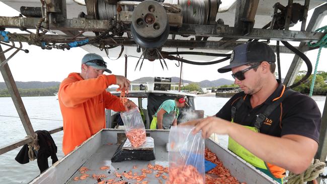 Brad Conroy (left), Paul Aquilina and Bret Gilbert bag up a catch of river prawns. Picture: John Feder/The Australian