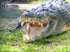 Embargoed for Wednesday 10 April 2024. During a health check and dental exam with our 4.75m, half-tonne saltwater crocodile Elvis, zookeeper Billy Collett was hit in the head with a heavy wooden jaw chock as the giant crocodile thrashed beneath him. Acting fast, Billy was able to get the team to safety and was eventually able to complete the health check, resulting in the extraction of one troublesome tooth. Must Credit Caitlin Vine/ The Australian Reptile Park