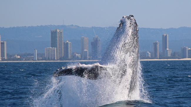 Whale watching is a Winter must-do