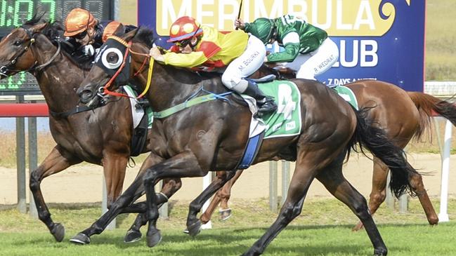 Merc is ready to run a big race when kicks off his campaign in the Narooma Cup. Picture: Bradley Photos