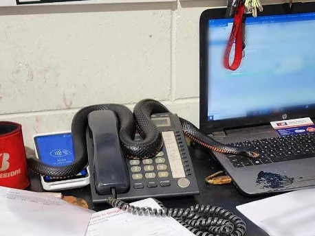 A red belly black snake was found on the desk of a business at Marcoola on the Sunshine Coast. Photo: Sunshine Coast Snake Catchers 24/7