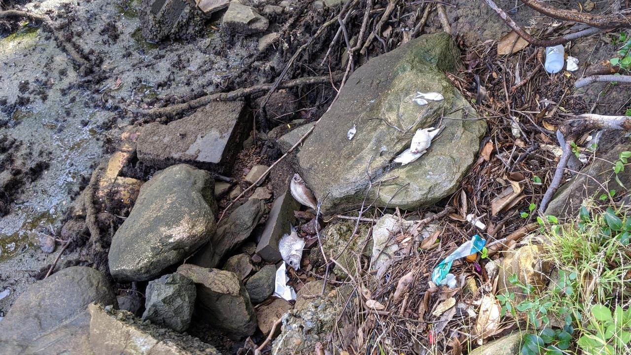 Fish kill washed up at the foreshore in Rydalmere. Picture: Kellie Darley