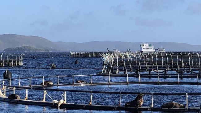 Salmon farming pens in Macquarie Harbour, Tasmania. Photo: Eloise Carr