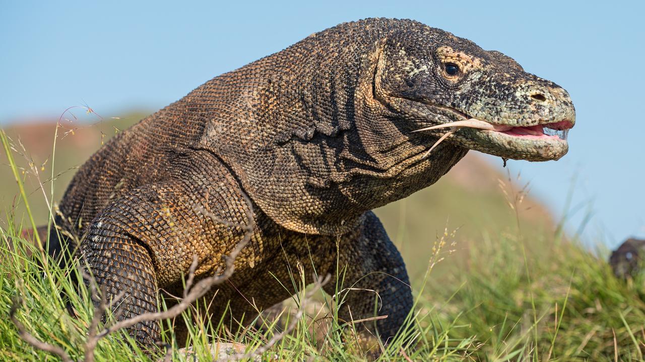 Chattanooga Zoo Confirms Three Young Male Komodo Dragons Were Produced Without A Father Kidsnews,Kielbasa Sausage Recipes Brown Sugar
