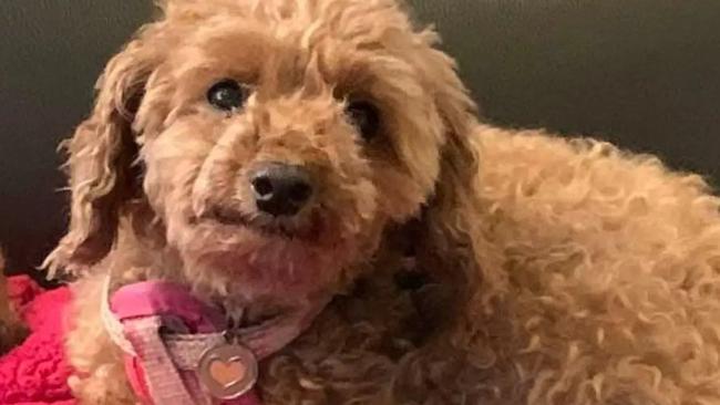 Flossie, an eight-year-old red toy poodle, is missing from her home in South Australia.