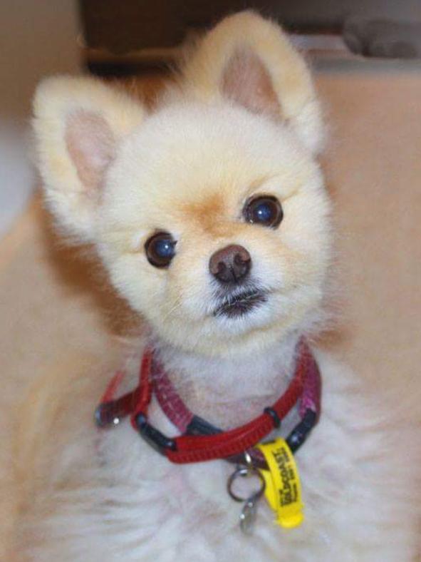 Sheba for reader pets in Gold Coast Eye