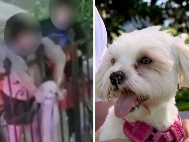 The Maltese Shih tzu was dumped in a Sydney yard. Picture: 7NEWS.