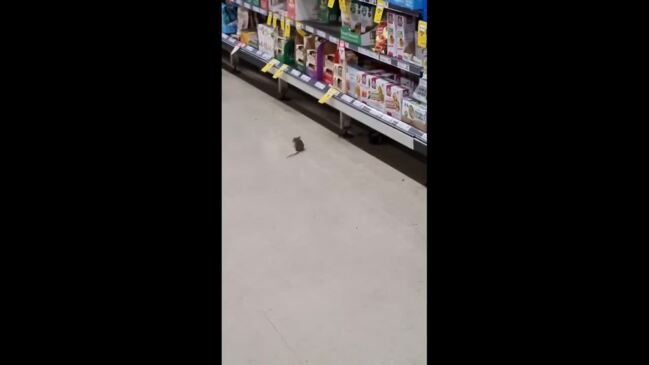 Rats overrun local Woolies