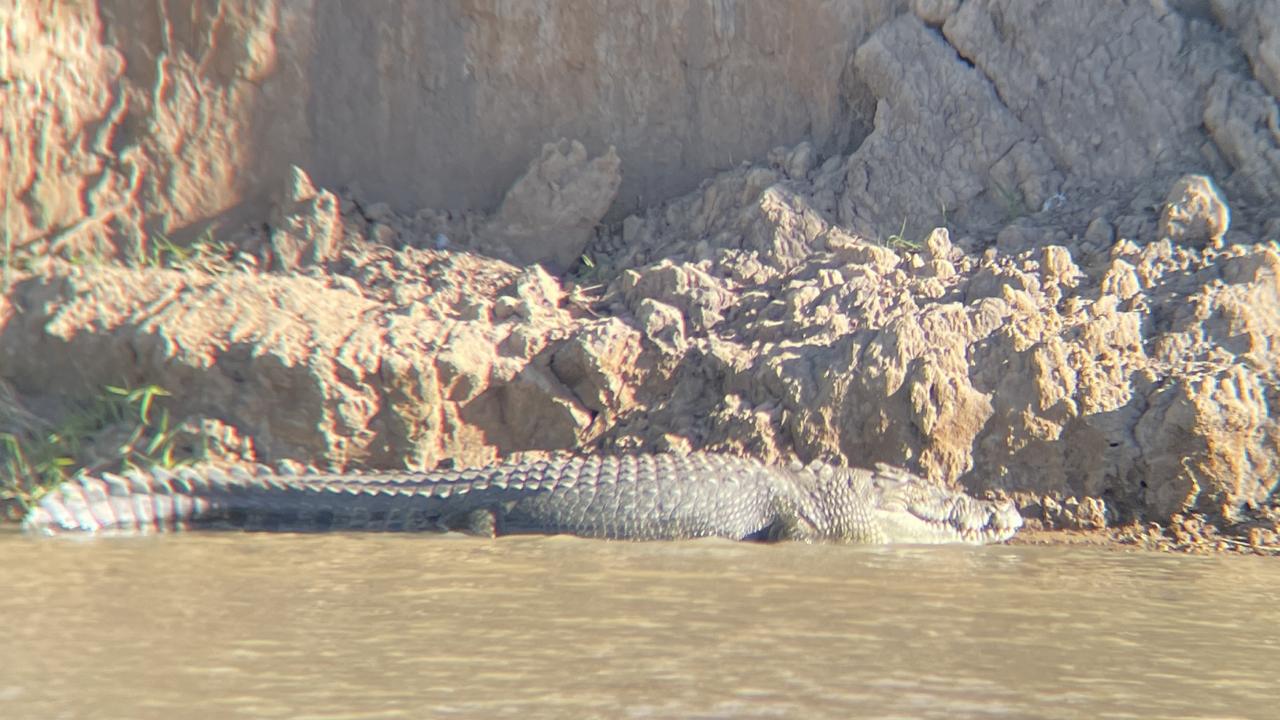 A problem crocodile has been targeted for removal from the Fitzroy River at Pink Lily.