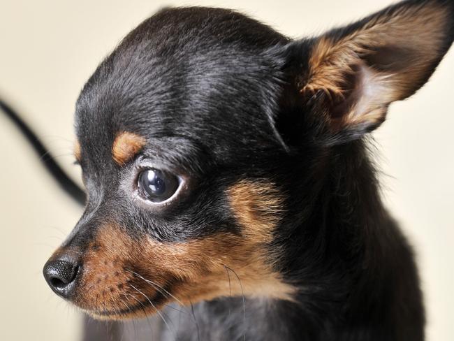 Pet attacks ... in May, a chihuahua puppy (not pictured) was killed by gulls in Honiton, Devon. Picture: Daniel Hartley-Allen