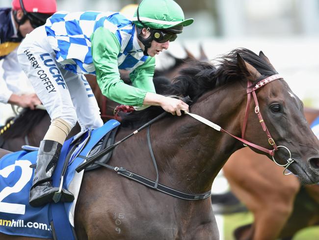 Harry Coffey pilots Signoff when he steps out at Morphettville. Picture: Getty Images