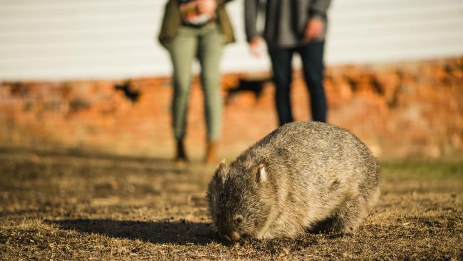 Wombat on Maria Island. Picture: Stu Gibson