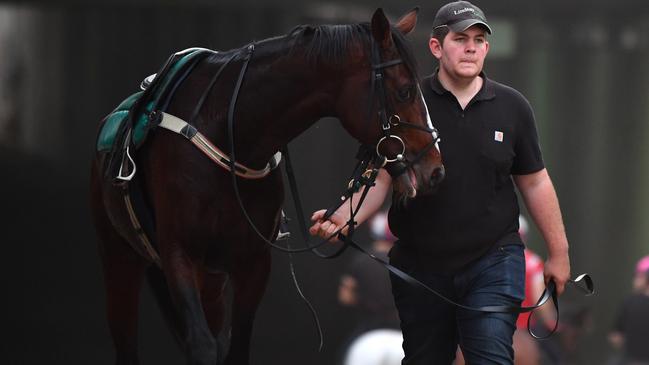 Stable hand Will Evans walking Constantinople after a trackwork session at Flemington Racecourse in Melbourne.