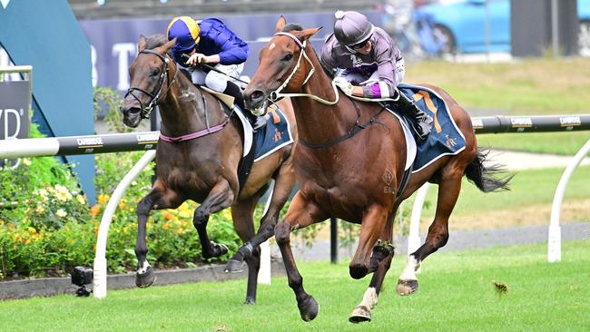 Master Fay in full flight winning a 1200m Group 3 in New Zealand. Picture: Natasha Wood