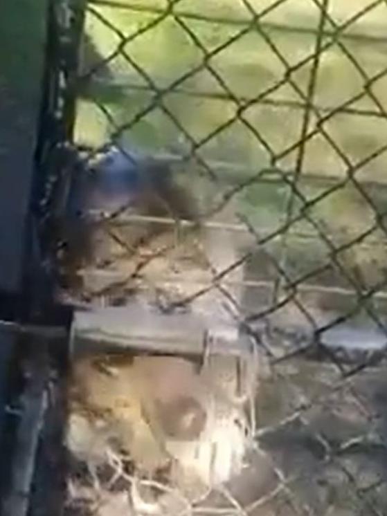 The lawyer’s dog Lucy captured on video opening a gate on his property.