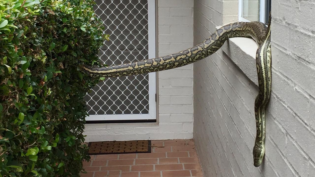 Snakes in Brisbane homes Photos The Courier Mail