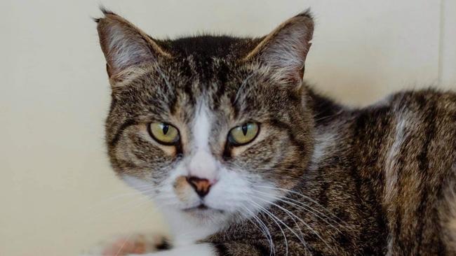 Keeley, 8, has spent over 130 days with Maryborough District Animal Refuge.