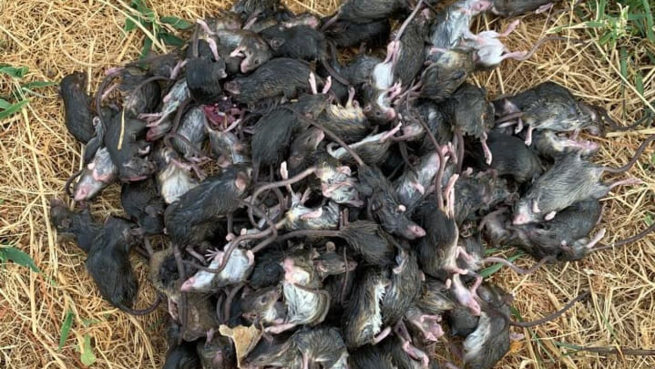 Farmers and families suffering as mice plague hits NSW | Daily Telegraph