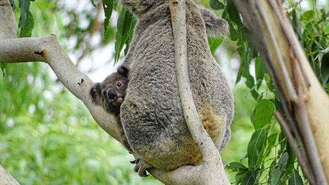 Wild Koala Day. Picture: Contributed