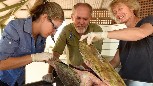 Darwin Sea Turtle Symposium examines animals’ deaths in harbour | NT News