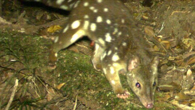 Spotted-tailed Quoll in action on the Tablelands. Picture: Jesse Rowland