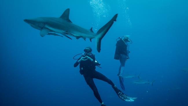 Divers encounter sharks in a scene from Australian documentary film Blue, about the perilous state of our oceans