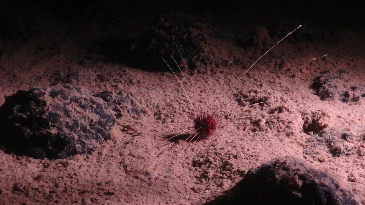 The abyssal urchin Plesiodiadema globulosum found in the Clarion-Clipperton Zone (CCZ), an area rich with life. Picture: AFP/National Oceanography Centre/ Smartex project (NERC)