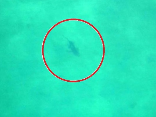 The shark was spotted. Picture: Channel 9