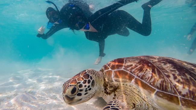 Snorkelers with a green turtle at Casuarina Beach on Lizard Island, Queensland Picture: AAP