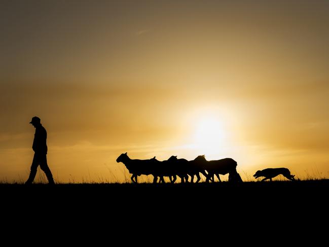 Golden fleeces … sunset makes this shot perfect. Picture: Melissa Spencer.