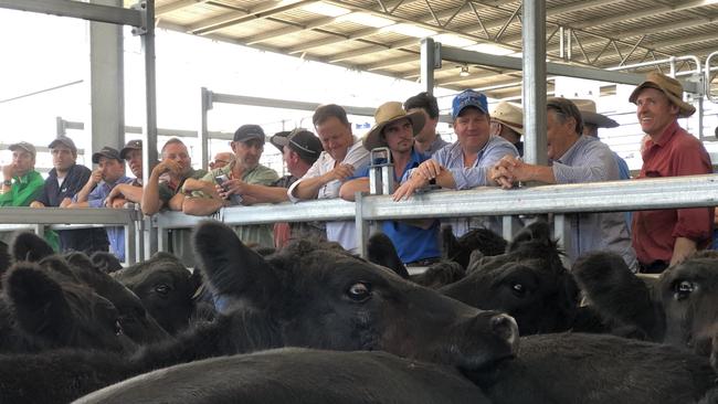 Bidders line the rails at a previous Ballarat store cattle sale. Picture: Petra Oates